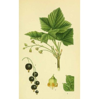 Cassissier "Cotswold Cross"