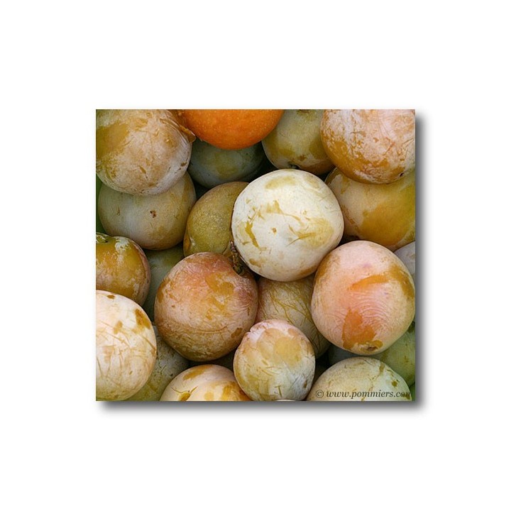 Prunier "Reine Claude D'Oullins"