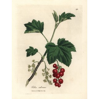 Groseillier "Versaillaise Rouge"