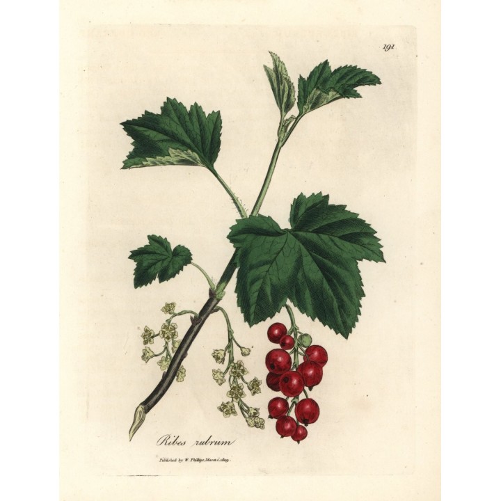 Groseillier "Versaillaise Rouge"