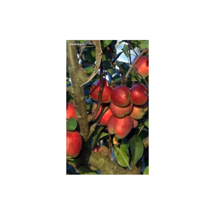 Pommier "Rouge D'Agnat"