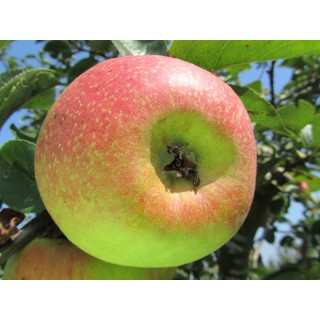 Pommier "Reinette Descardre"
