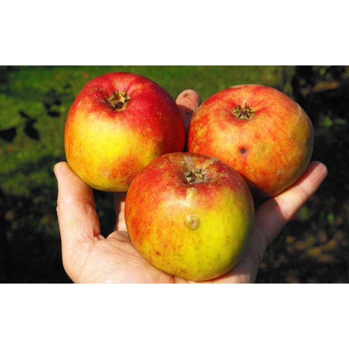 Pommier "Reinette Descardre"