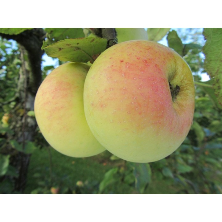 Pommier "Transparente De Croncels"