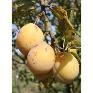 Prunier "Goutte D'Or"