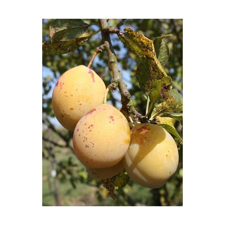 Prunier "Goutte D'Or"