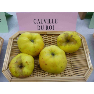 Pommier "Calville Du Roi"