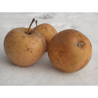 Pommier "Bertranne"