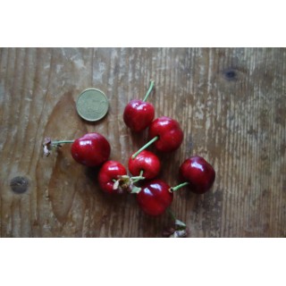 Cerisier "Burlat"