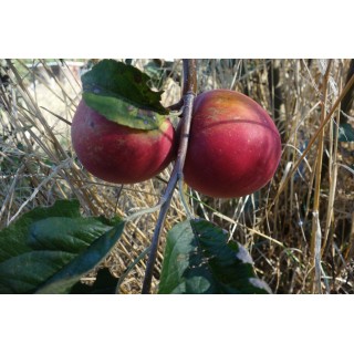 Pommier "Rose de Hollande"