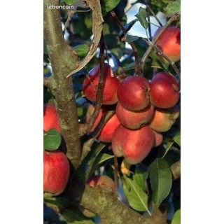 Pommier "Rouge D'Agnat"