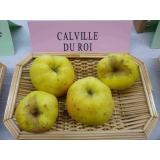 Pommier "Calville Du Roi"