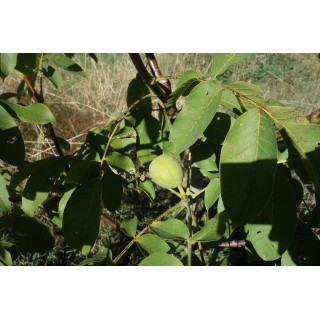 Noyer "Franquette"