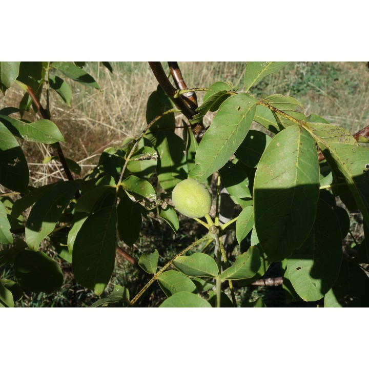 Noyer "Franquette"