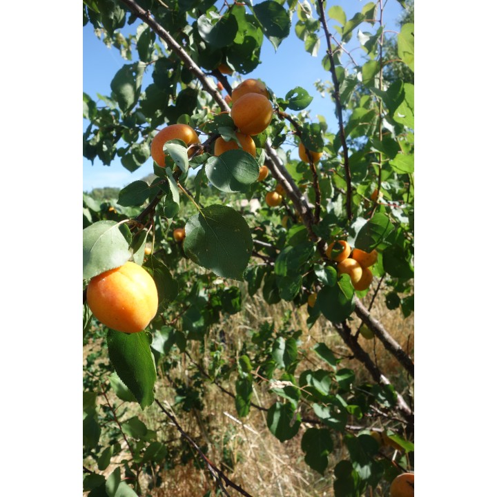 Abricotier (prunus Armeniaca) Précoce De Saumur Bio en Racines Nues