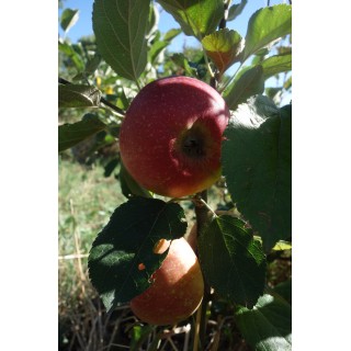 Pommier (Malus)"Court Pendu Rouge" Bio en Racines Nues