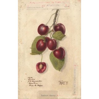 Cerisier"Griottier De La Toussaint" (Prunus cerasus var. semperflorens) Bio en Racines Nues