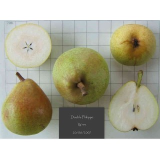 poirier (pyrus communis) "double philippe" Bio en Racines Nues