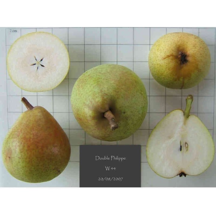 poirier (pyrus communis) "double philippe" Bio en Racines Nues