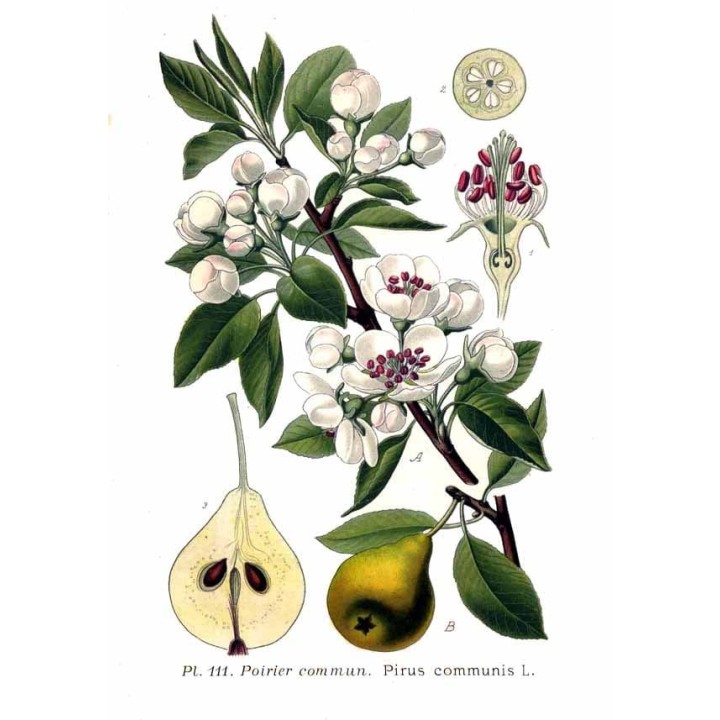 Poirier (Pyrus Communis) "Marguerite Marillat" Bio en Racines Nues