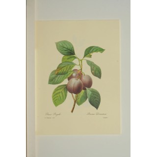 Prunier (Prunus Domestica) "Chirquity" Bio en Racines Nues
