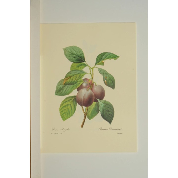 Prunier (Prunus Domestica) "Chirquity" Bio en Racines Nues