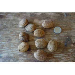 Amandier  (Prunus Dulcis) "Flour En Bas" Bio en Racines Nues