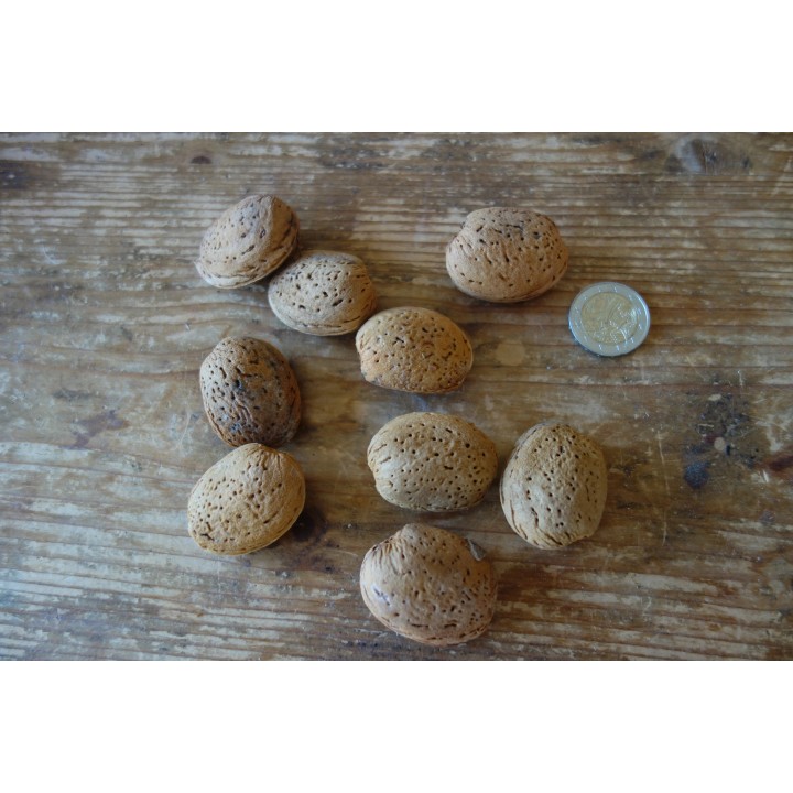 Amandier  (Prunus Dulcis) "Flour En Bas" Bio en Racines Nues