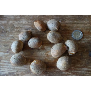 Amandier (Prunus Dulcis) "Marcona" Bio en Racines Nues