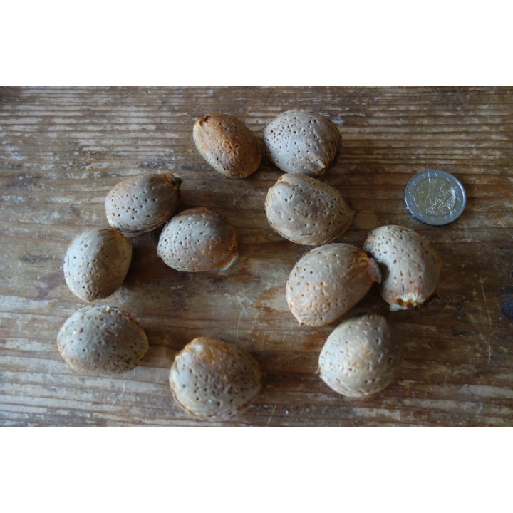 Amandier (Prunus Dulcis) "Marcona" Bio en Racines Nues