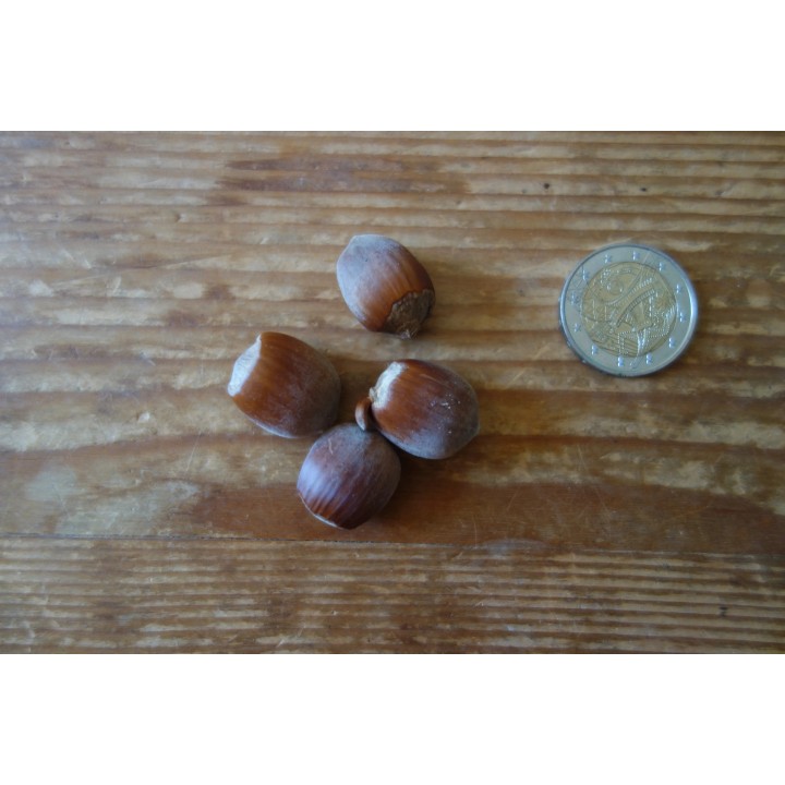 Noisetier (Corylus Avellana) "Butler" Bio en Racines Nues