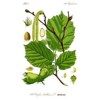 Noisetier (Corylus Avellana) "Corabel" Bio en Racines Nues