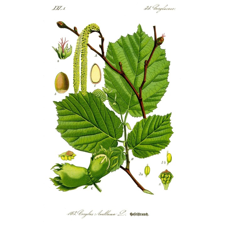 Noisetier (Corylus Avellana) "Corabel" Bio en Racines Nues