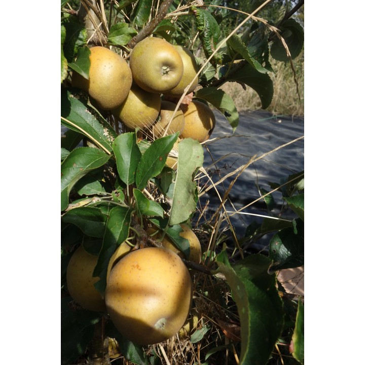 Pommier "Bertranne"