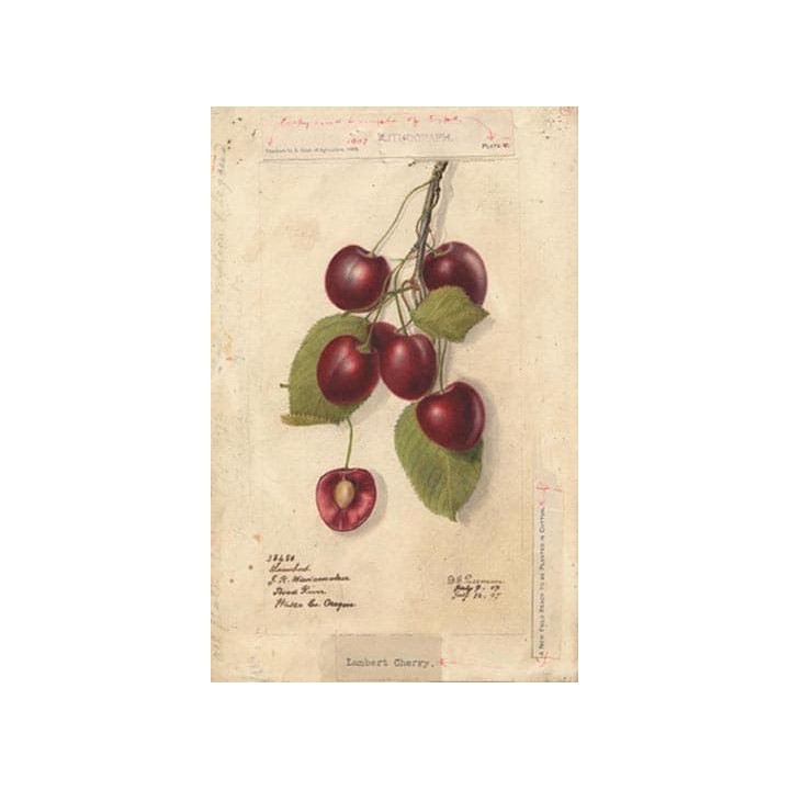 Cerisier (prunus avium) "Summit" Bio en Racines Nues