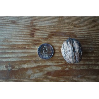 Noyer "Franquette"