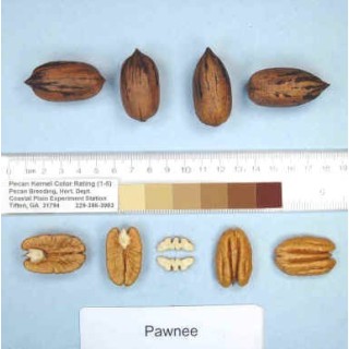 Pacanier "Pawnee"