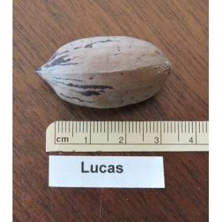 Pacanier "Lucas"