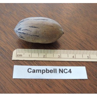 Pacanier "Campbell NC4"