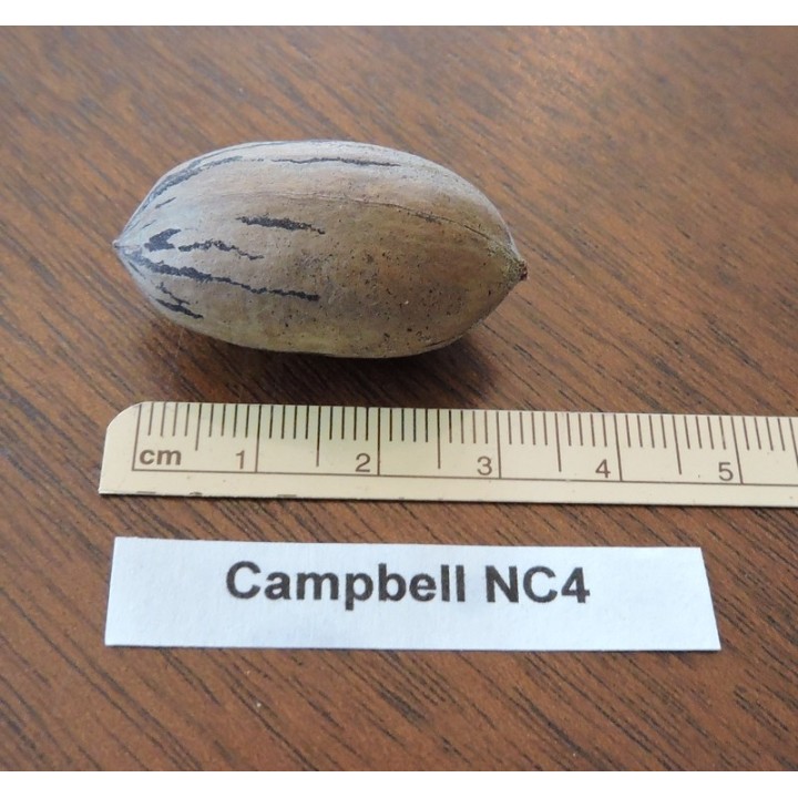 Pacanier "Campbell NC4"