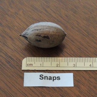 Pacanier "Snaps"