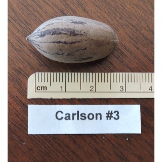 Pacanier "Carlson3"