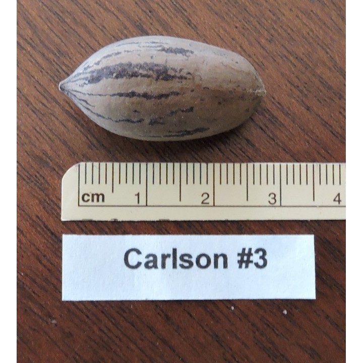 Pacanier "Carlson3"
