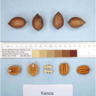 Pacanier "Kanza"