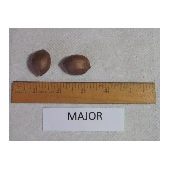 Pacanier "Major"