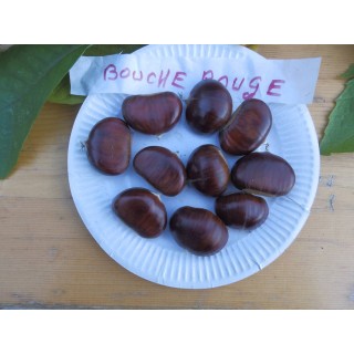 Châtaignier "Bouche Rouge"
