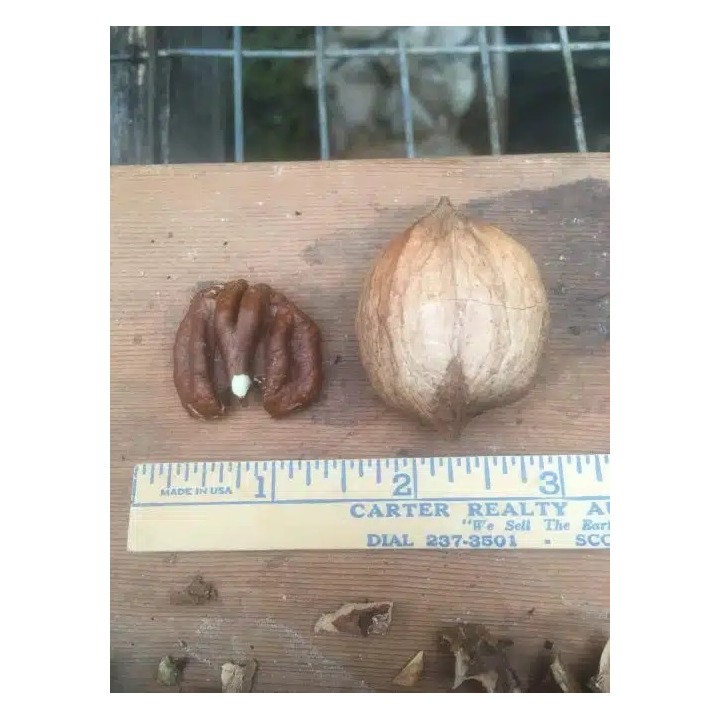 Hickory "Fayette"