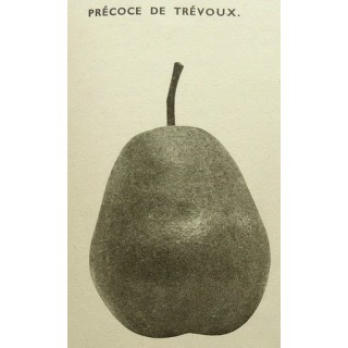 poirier "Précoce de Trevoux"