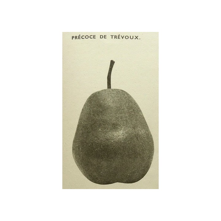 poirier "Précoce de Trevoux"