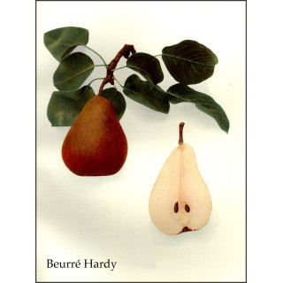 Poirier "Beurré Hardy"